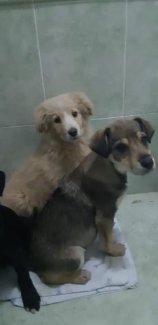 Tre splendide cucciole taglia media - Foto 4
