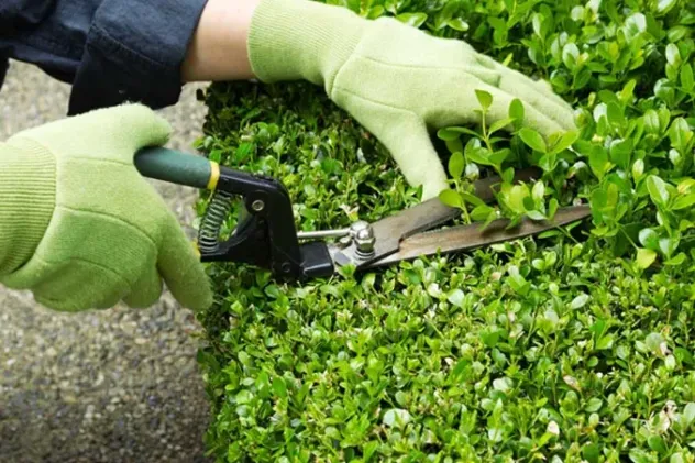 GIARDINIERE, MANUTENTORE, CUSTODE AFFIDABILE ED ESPERTO