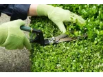 GIARDINIERE, MANUTENTORE, CUSTODE AFFIDABILE ED ESPERTO