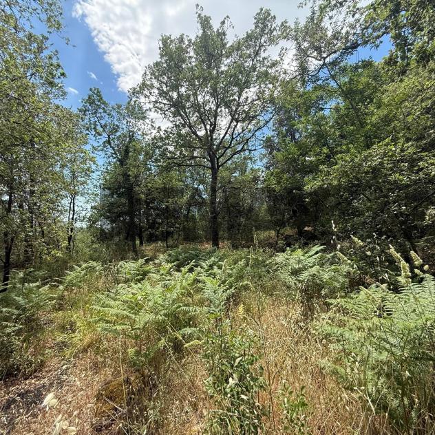 Terreno in vendita a Zafferana Etnea, Caselle - Foto 2