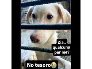 SAMUEL DELICATO E DOLCISSIMO CUCCIOLO IN ADOZIONE