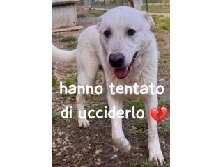 HOPE CUCCIOLONE SIMIL LABRADOR 18 MESI