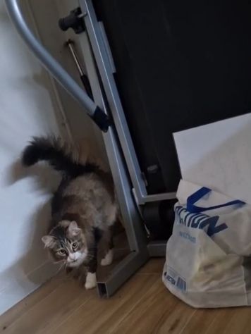 GATTI ADULTI - Foto 3