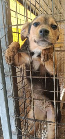 Kora cucciola futura taglia piccola - Foto 2