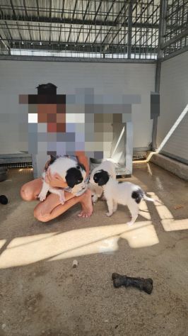 Rino: 2 mesi taglia contenuta - Foto 10