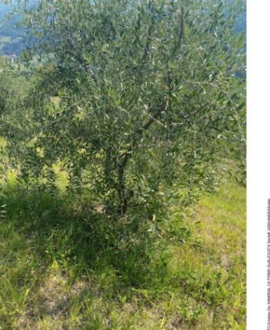 Immobile in asta di 1344 m² in vendita a Modigliana - Foto 7