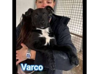 MAURA, VARCO, ROSEA, PEPPINO, CUCCIOLI IN ADOZIONE