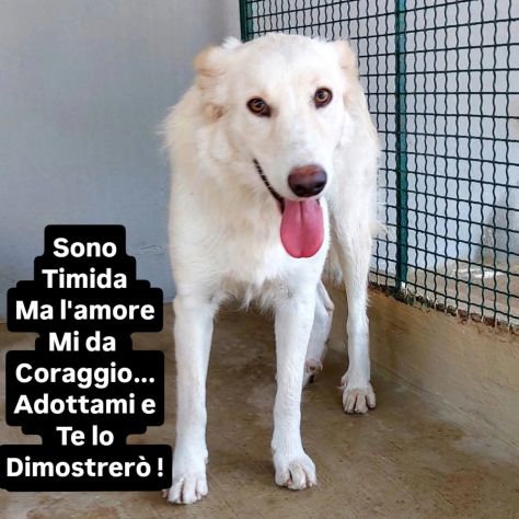DALILA TENERISSIMA CANE IN ADOZIONE - Foto 6