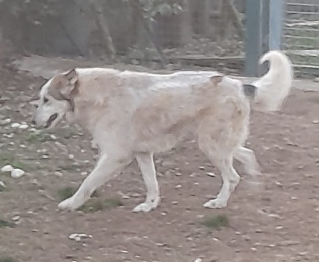 HUSKINA, incrocio collie, adozione del cuore - Foto 2