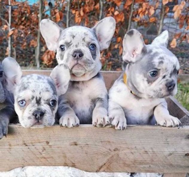 BULLDOG FRANCESE CUCCIOLI MERLE - BOULEDOGUE da 60 euro al mese - Foto 2