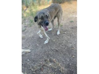 Beau