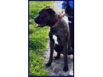 TYSON mix amstaff pitbull 2 anni muore la padrona e i parenti non lo vogliono