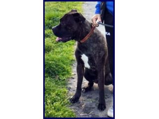 TYSON mix amstaff pitbull 2 anni muore la padrona e i parenti non lo vogliono