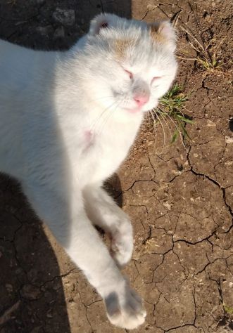 UBER, micione FIV+ - Foto 6