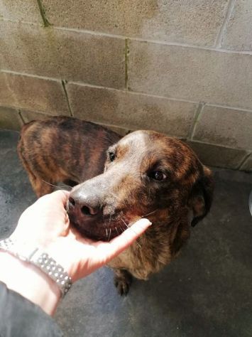 RUDY, CAGNOLINO IN ADOZIONE - Foto 9