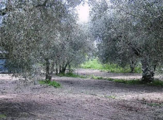 Immobile in asta di 4990 m² in vendita a Vetralla - Foto 2