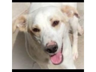 LIAM PACATO E AMOREVOLE; CAGNOLINO IN ADOZIONE