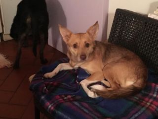 LUNA, affettuosa cagnolina
