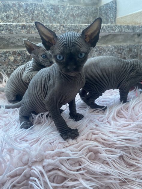 Gatti sphynx - Foto 3