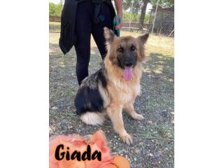 Giada meravigliosa pastore tedesco a pelo lungo