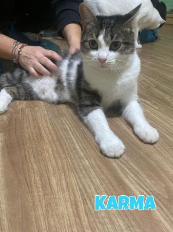 Karma e Miele due micini meravigliosi - Foto 2