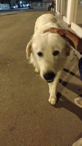 GIOVANE CANE IN ADOZIONE, DOLCISSIMO - Foto 2