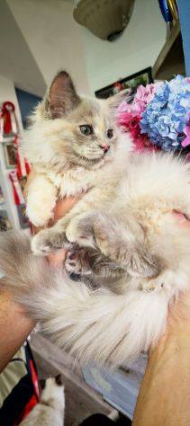 Ragdoll cuccioli - Foto 3
