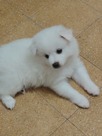 Cuccioli di Volpino tedesco - Foto 8