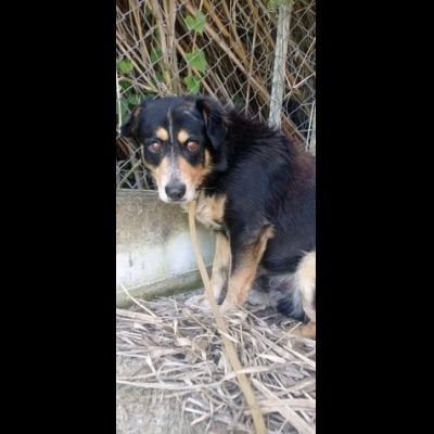 UN'OCCASIONE ANCHE PER GATSBY CAGNOLINO IN ADOZIONE - Foto 5