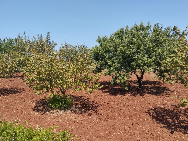 Terreno agricolo in vendita a Casarano 12.000 mq - Foto 6