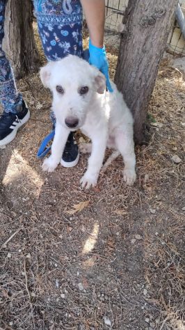 LUNA E GOLIA, 3 MESI E MEZZO (10/06/26), CERCANO CASA!! - Foto 6