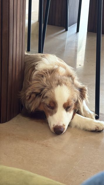 Miniature American shepherd - Foto 2