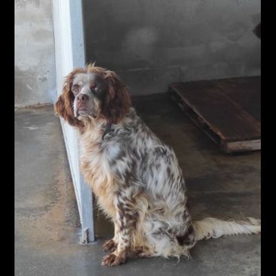 FRODO CACCIATORE DI COCCOLE, SIMIL SRINGER SPANIEL, CAGNOLINO IN ADOZIONE - Foto 2