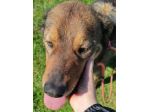 CANE IN ADOZIONE: GIOIELLO un amore di cane.