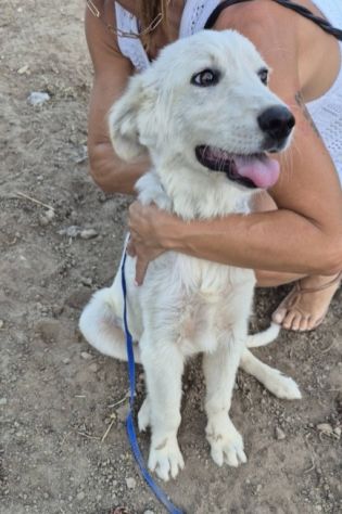 Cagnolino bianco giovane a breve in 1canilaccio!SUD - Foto 2