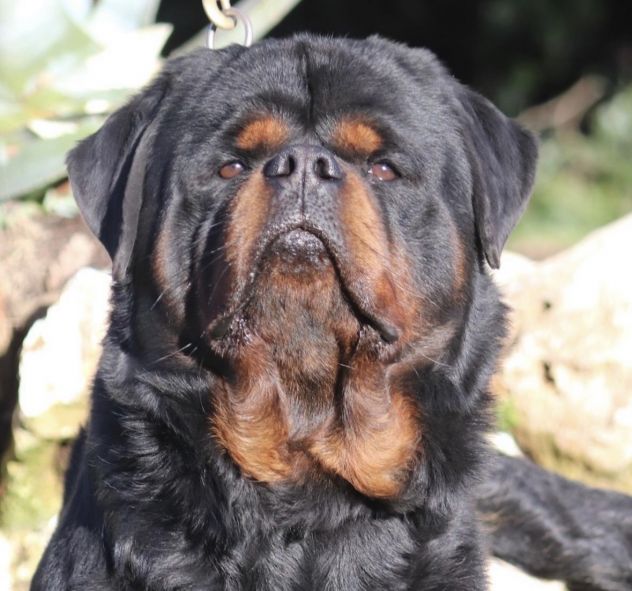 ROTTWEILER CON PEDIGREE - Foto 6