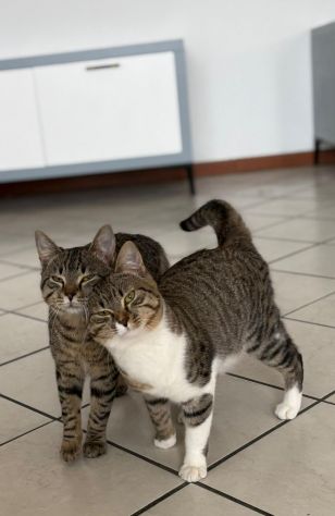 GATTTI E GATTINI AMOREVOLI - Foto 4
