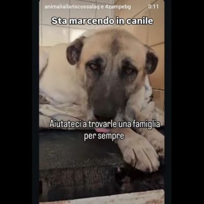 OMBRA ADORABILE CAGNOLONA IN ADOZIONE - Foto 6