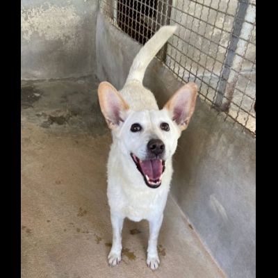 CUKY SEMPLICEMENTE DELIZIOSA CAGNOLINA IN ADOZIONE - Foto 3