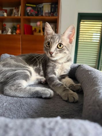 PRINCIPE - gattino di 3 mesi - Foto 4