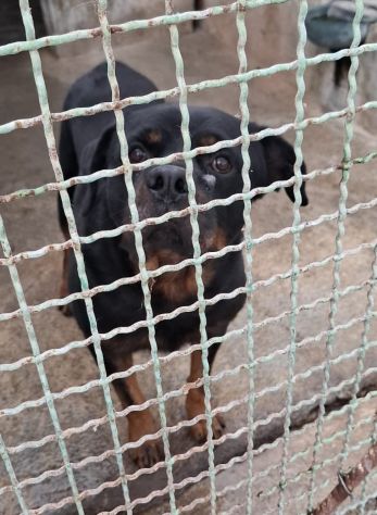 GORY ROTWEILLER 5 ANNI - Foto 6