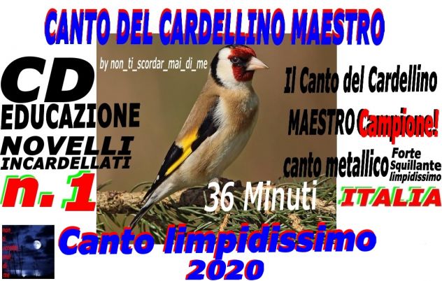 Il canto del cardellino maestro