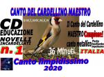 Il canto del cardellino maestro