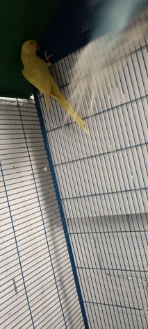 coppia parrocchetto dal collare - Foto 10