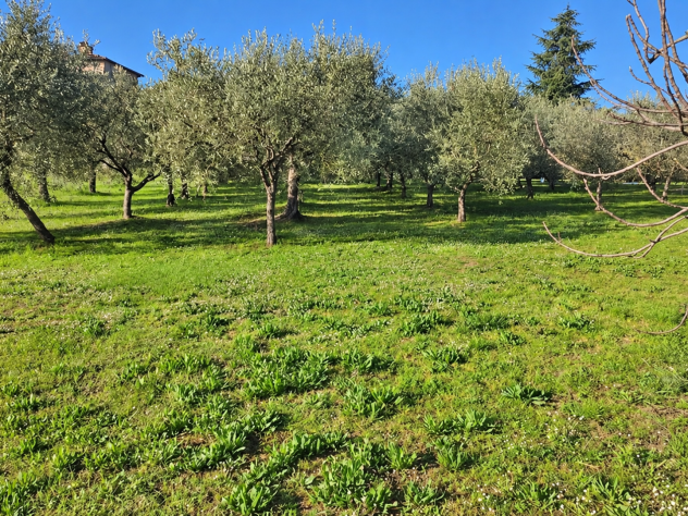 Casale in vendita a Montepulciano 300 mq Rif: 1455392 - Foto 5