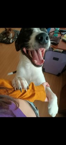 Dog sitter e pet sitter a Potenza - Foto 5