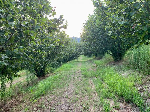 Agricolo in vendita a Dogliani - Foto 4