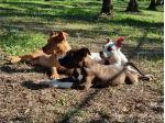 Cuccioli Amstaff Pedigree ENCI in Puglia