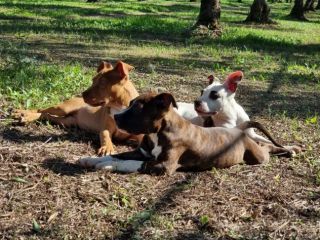 Cuccioli Amstaff Pedigree ENCI in Puglia