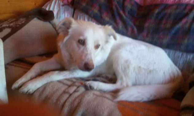 LEA, dolcissima cagnolina dagli occhi d'oro - Foto 4